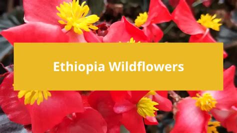  Your Garden: A Guide to Ethiopian Flora and its Symbolic Significance - Cultivating the Essence of Ethiopia Through Botanical Beauty